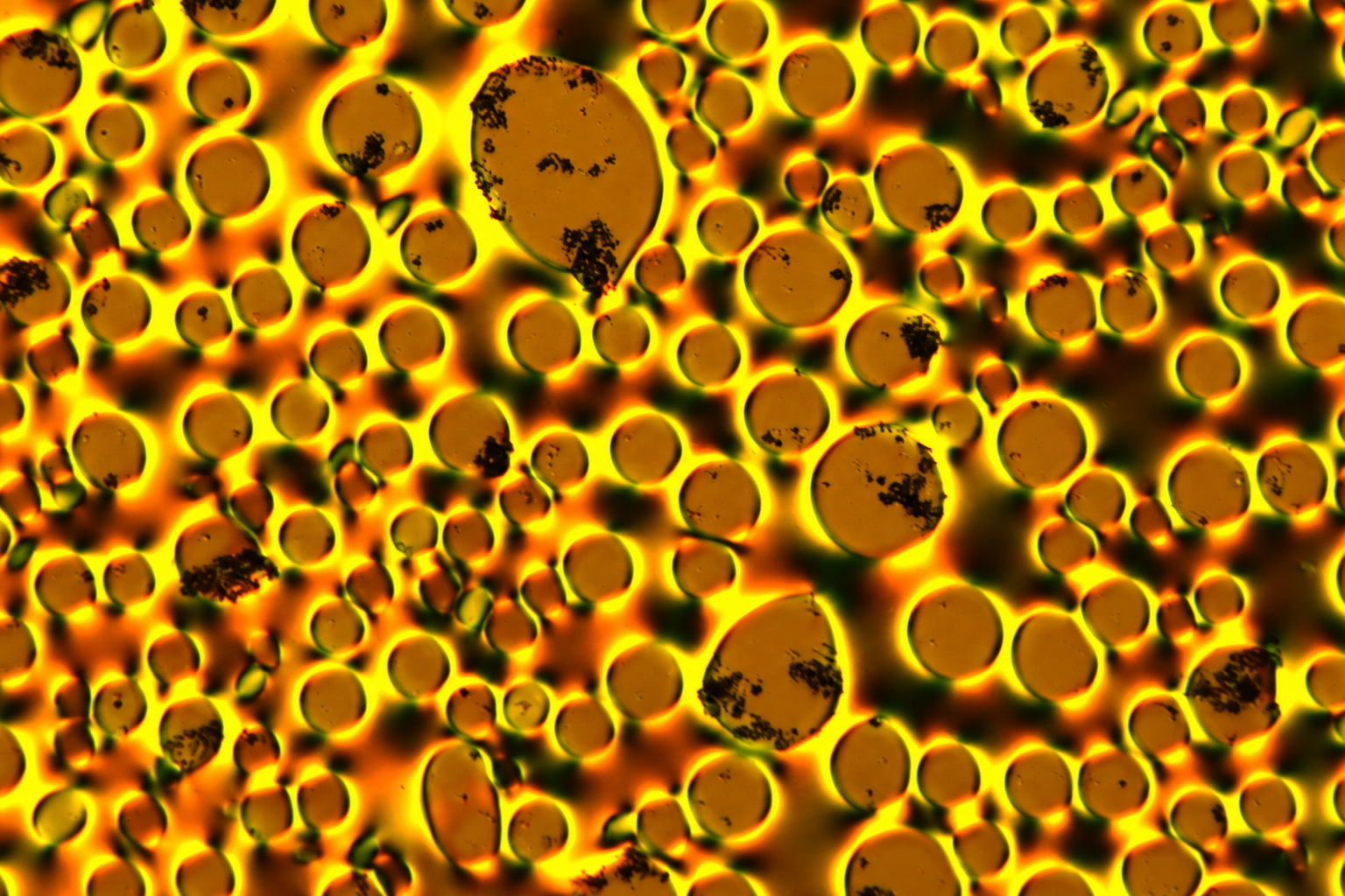 Close-up of gold and amber lyotropic liquid-crystal domains with bright yellow-green borders, adapted from the lab’s experimental micrograph.